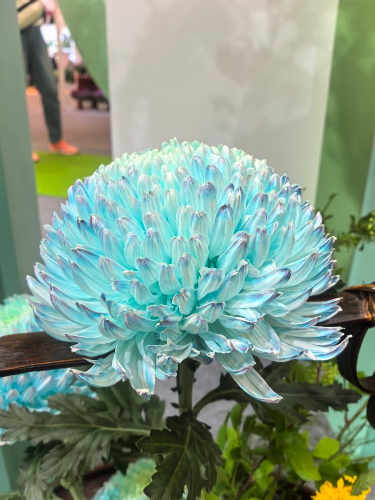 年产值超5000亿元！“鲜花经济”一路生花(图1)