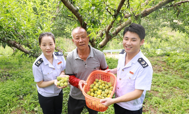 黔西南：税惠助夏收果农添动力(图4)