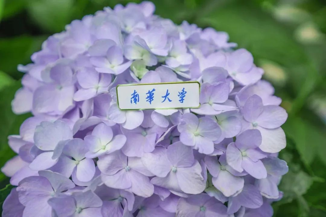 2025湖南高校录取通知书长这样！你最pick哪一款？(图13)