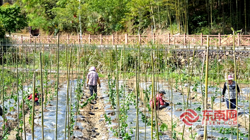 建阳书坊乡：锚定特色农业发展方向聚力打造千亩百香果产业(图1)
